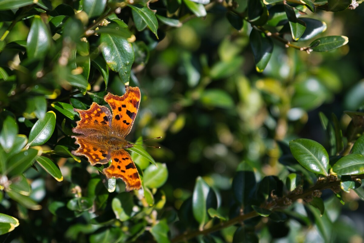 Butterfly - late season